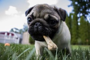 Read more about the article Gryzaki dla psów z naturalnych składników