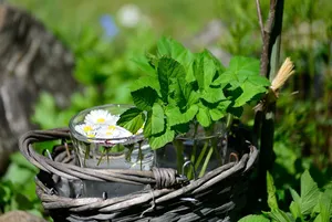 Read more about the article Zakup nasion popularnych ziół