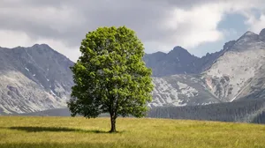 Tatry