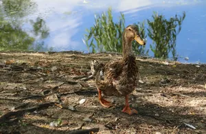 Narożnik z pojemnikami na pościel