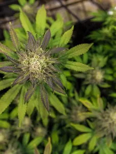 Gdzie kupować olejki CBD?