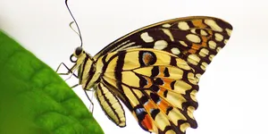 Read more about the article Cechy przemysłowego wapna chlorowanego