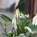 firma sprzątająca mieszkania łódź