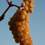 dwustrefowa winiarka