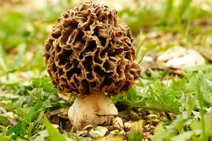 Drogowe słupki ochronne