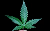 susz konopny CBD