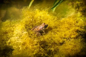 Read more about the article Suplementy z kolagenem wzmacniają więzadła