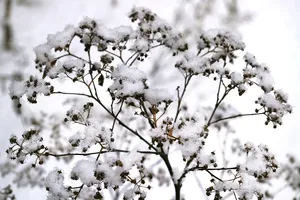 Read more about the article Jak zaaranżować nowoczesny ogród zimowy?