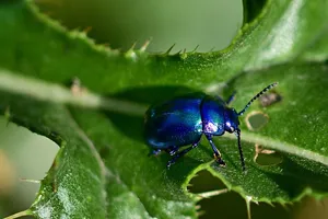 Read more about the article Aromatyczne miody z najlepszego sklepu