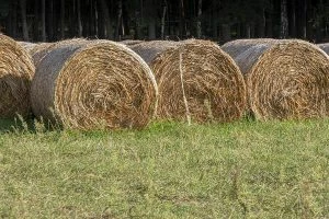 Read more about the article Sianokiszonka – jak robić?